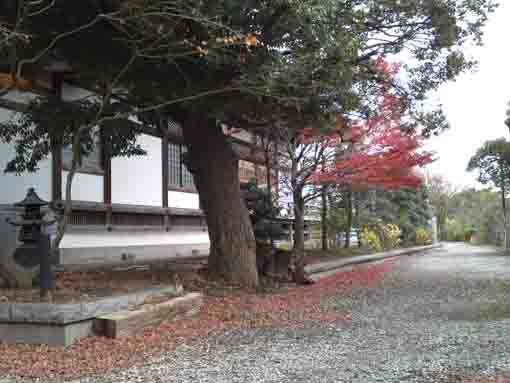 maple leaves beside the main hall