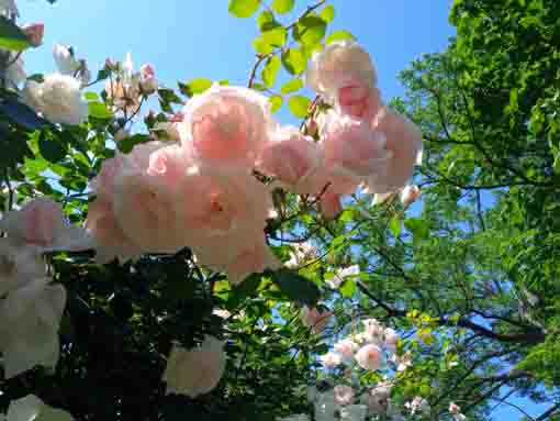 芳澤ガーデンギャラリーに咲くバラの花