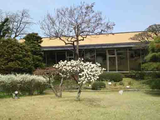 cherry blossoms in Yoshizawa Garden Gallery