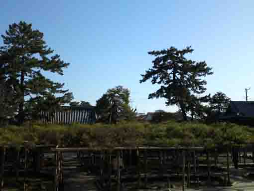 the largest pine tree in Japan