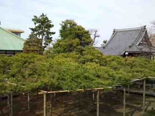 Yoko no Matsu Pine Tree in Zenyoji