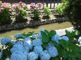 pink and pale blue ajisai flowers