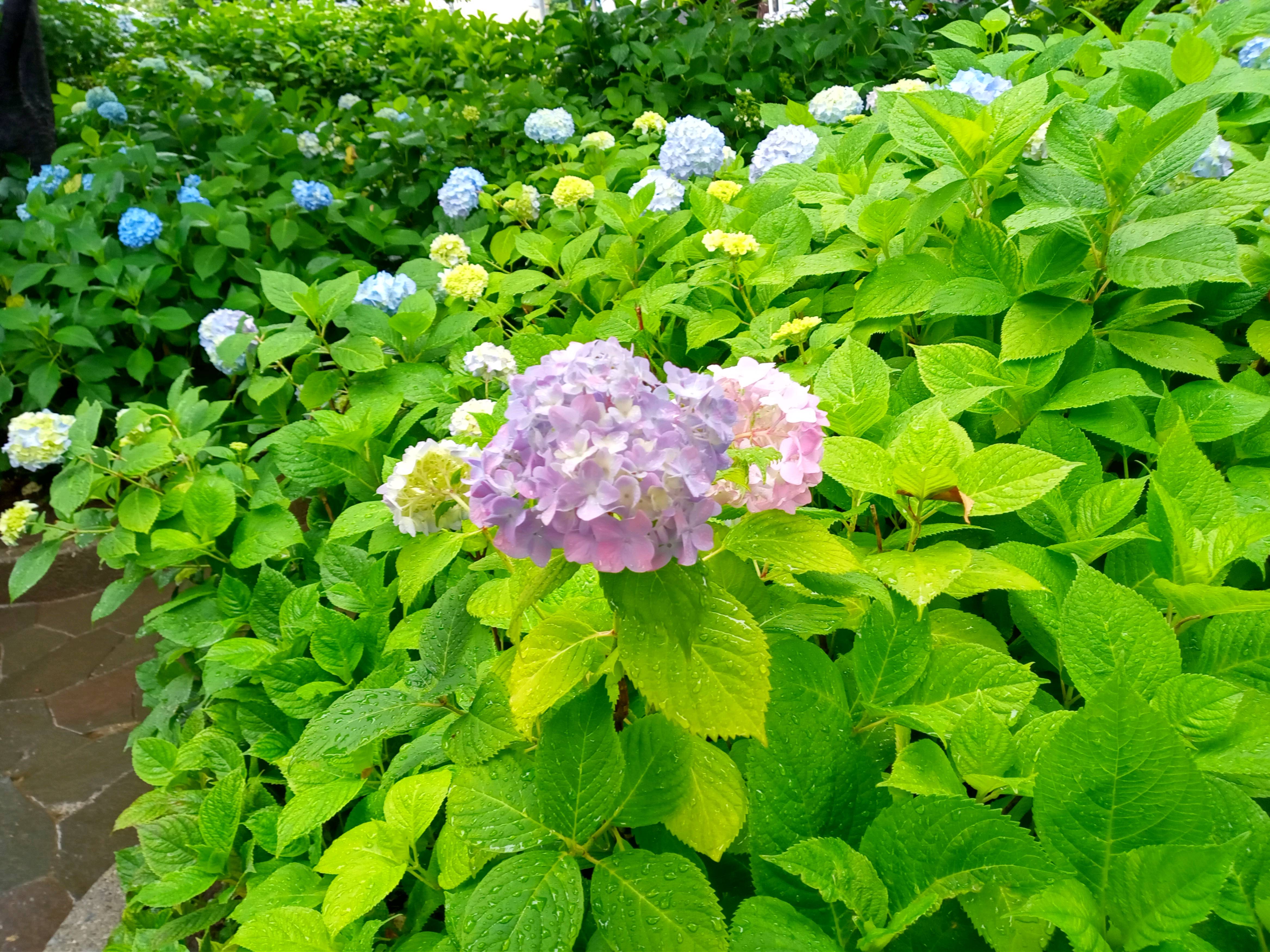 令和５年古川親水公園雨に濡れた紫陽花の花２