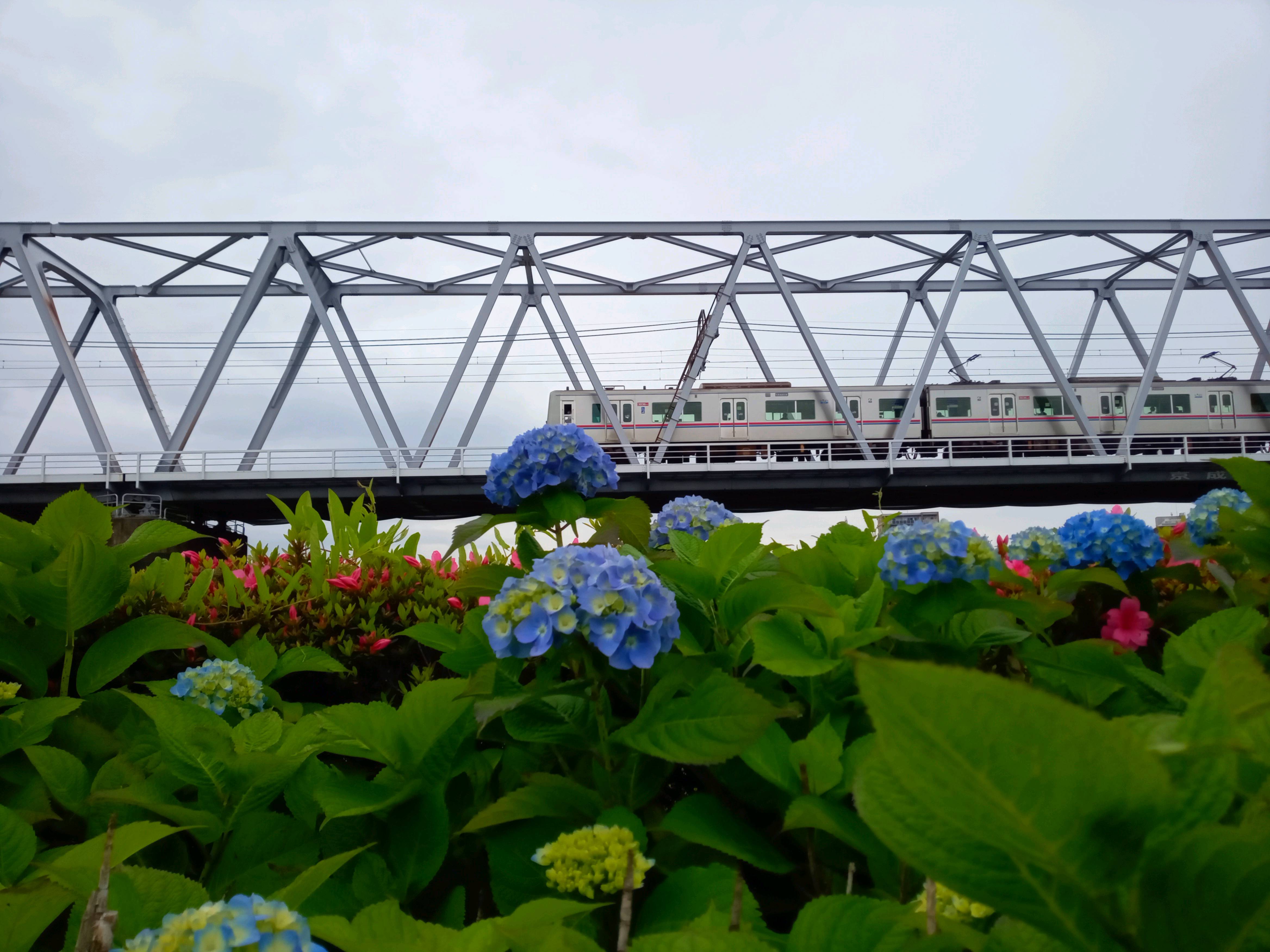 令和５年小岩菖蒲園に咲く青い紫陽花２