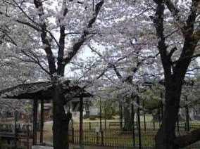 cherry blossoms in Myogyoji Temple