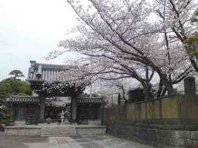 cherry blossoms and Sanmon