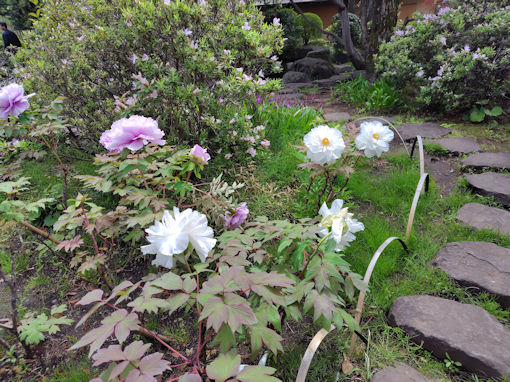 令和８年行船公園に咲く牡丹の花２
