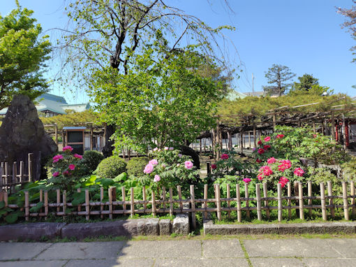 令和８年善養寺の牡丹園１