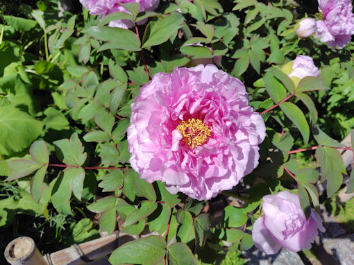 令和８年善養寺に咲く桜色の牡丹桜