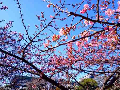 little bit blooming Kawazu Sakura in Chisenin