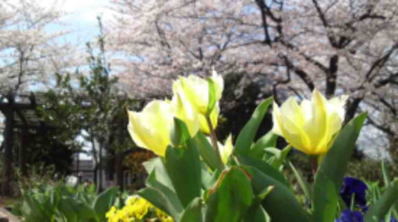 tulips at Nikke Chinju-no-mori