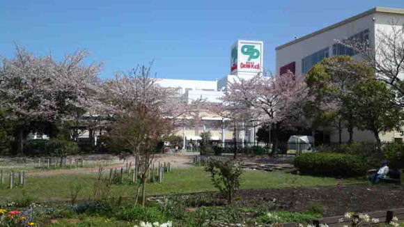 cherry trees in Colton Plaza shopping mall