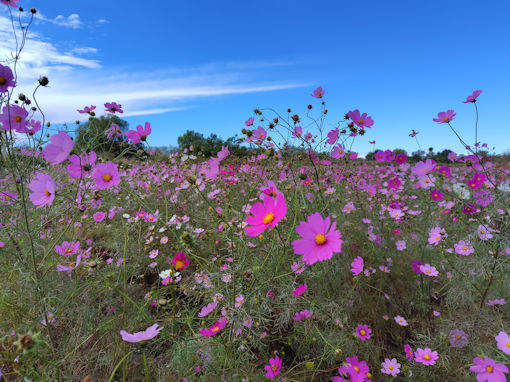 �ߘa�V�N�H�]�ː�͐�~�i���ˎs�j�̃R�X���X�Q