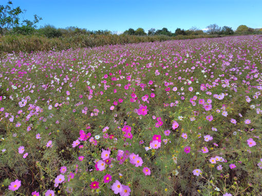 �ߘa�V�N�H�]�ː�͐�~�i���ˎs�j�̃R�X���X�S