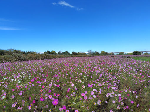 �ߘa�V�N�H�]�ː�͐�~�i���ˎs�j�̃R�X���X�T