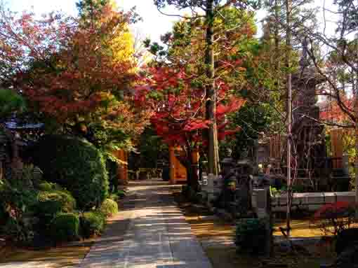 colored leaves in Eifukuji