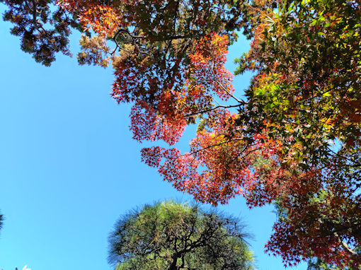 �ߘa�V�N�H�i�����̍g�t�S