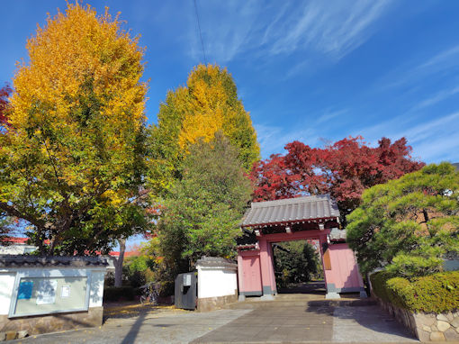 令和7年秋回向院市川別院の紅葉1