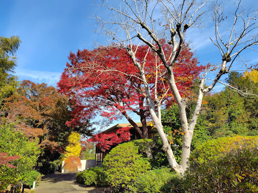 令和7年秋回向院市川別院の紅葉5