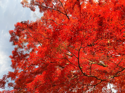 �ߘa�V�N�H�ߘa�V�N�H����@�s��ʉ@�̍g�t�U