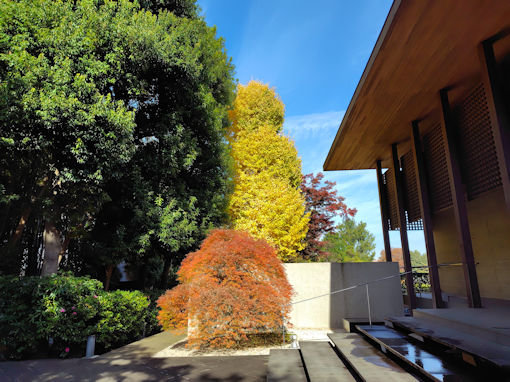 令和7年秋令和7年秋回向院市川別院の紅葉7