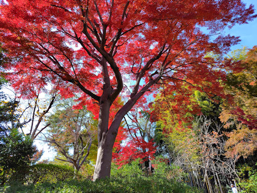 令和7年秋回向院市川別院