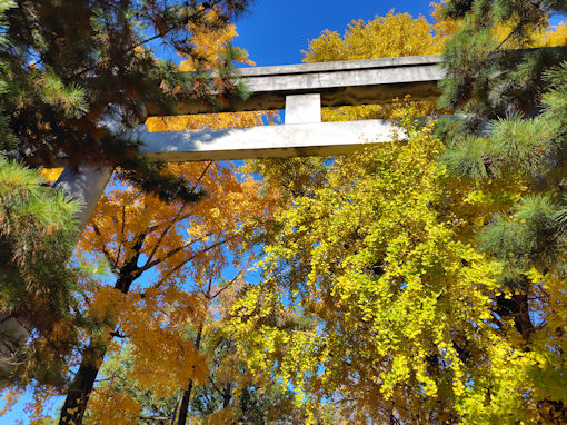 令和7年秋葛飾八幡宮の公孫樹並木1