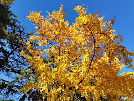 令和7年秋葛飾八幡宮の公孫樹並木3