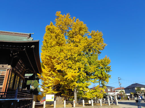 令和7年秋葛飾八幡宮