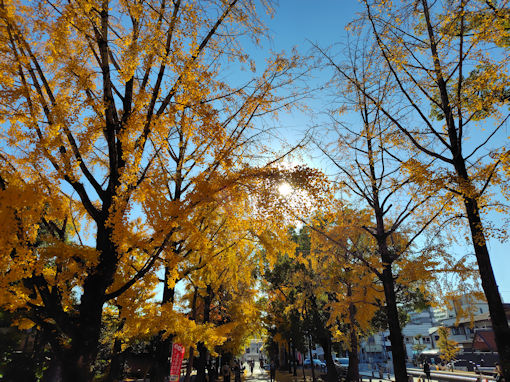 令和7年秋葛飾八幡宮の公孫樹並木4