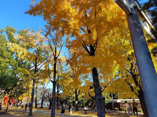 �ߘa�V�N�H���������{�̌��������؂T