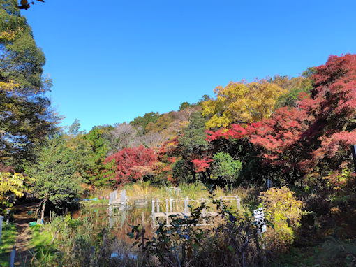 令和7年秋ジュンサイ池緑地公園の紅葉1