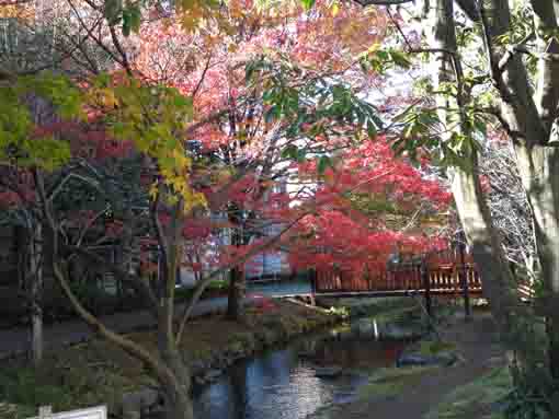 colored leaves along Ichinoe Sakaigawa