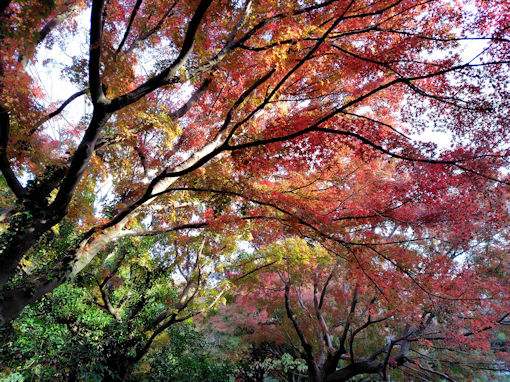 �ߘa�V�N�H�W�����T�C�r�Βn�����̍g�t�Q