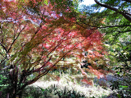 令和7年秋ジュンサイ池緑地公園の紅葉3