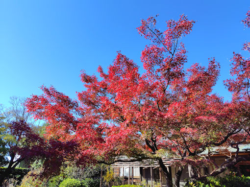 �ߘa�V�N�H��V�]�������̍g�t�P