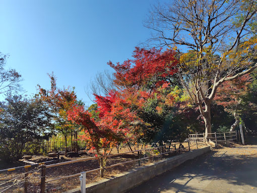 令和7年秋真間山弘法寺の紅葉1