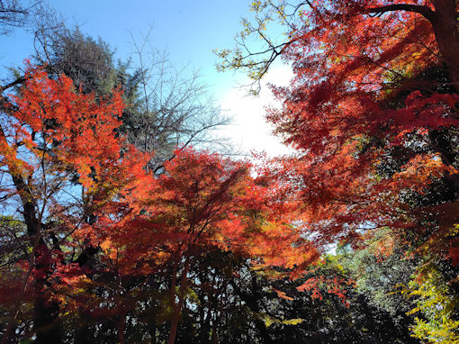 �ߘa�V�N�H�^�ԎR�O�@���̍g�t�Q