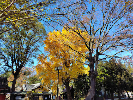 令和7年秋真間山弘法寺の紅葉3