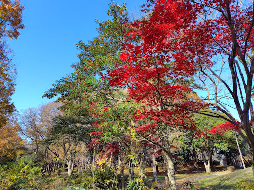 �ߘa�V�N�H�O�������̍g�t�P