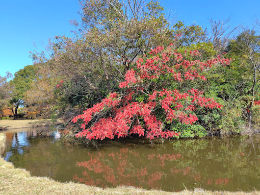 �ߘa�V�N�H�O�������̍g�t�R