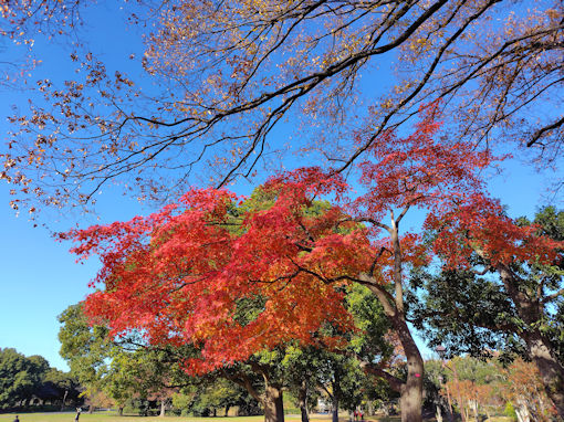 �ߘa�V�N�H���������̍g�t�Q