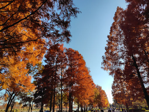 �ߘa�V�N�H���������̍g�t�R