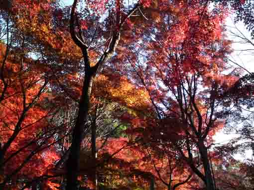 maple leaves in Omachi Nature Park