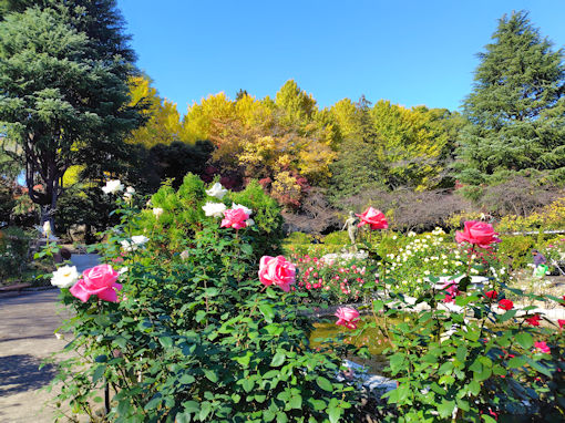 �ߘa�V�N�H���������ɍ炭�H�o���Q