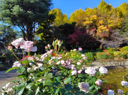 令和7年秋里見公園に咲く秋バラ3