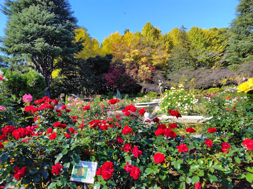 �ߘa�V�N�H���������ɍ炭�H�o���S