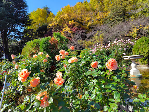 令和7年秋里見公園に咲く秋バラ5