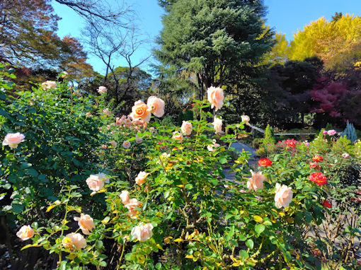 �ߘa�V�N�H���������ɍ炭�H�o���U