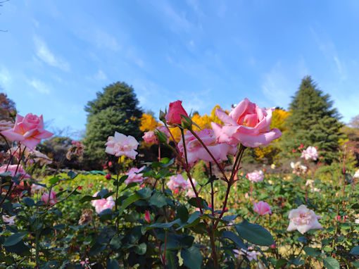令和7年秋里見公園に咲く秋バラ7